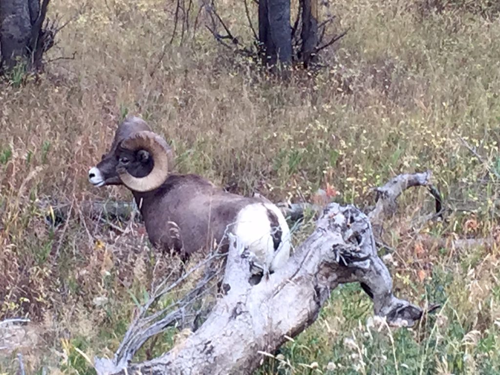 Picture of Big Horn Sheep